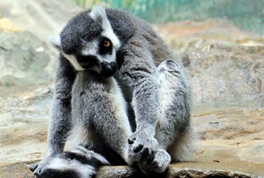 Lemur sits on the ground. Boring.